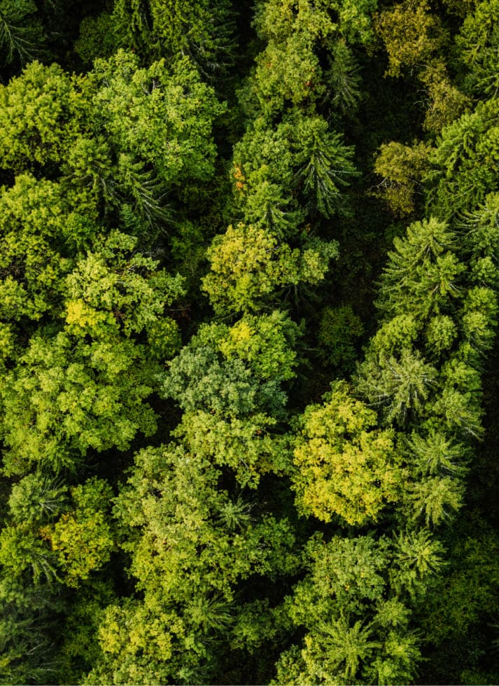 élagage et abattage d’arbres